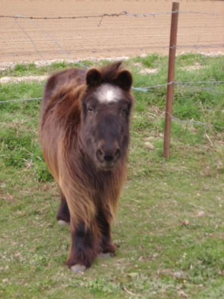 ponette